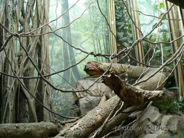 congo exp 3.jpg - Enclosure of Wolf's Guenon (Cercopithecus wolfi).